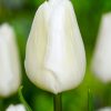 Лале Уайт Принс (Tulip White Prince) – Чистота и величие за вашата градина!