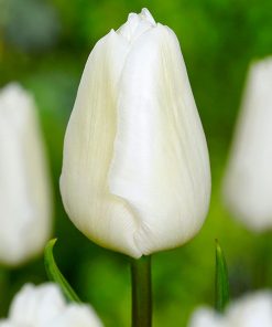 Лале Уайт Принс (Tulip White Prince) – Чистота и величие за вашата градина!