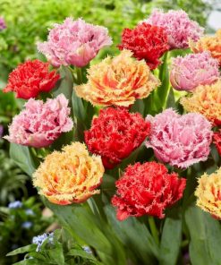 Tulip Double fringed