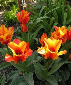 Лале Компостела (Tulip Compostella) – Експлозия от цвят за вашата градина!