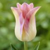 Лале Елегант Лейди (Tulip Elegant Lady)- Изящна елегантност за вашата градина!