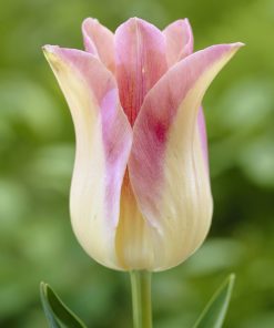 Лале Елегант Лейди (Tulip Elegant Lady)- Изящна елегантност за вашата градина!