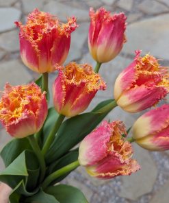 Лале Джойнт Дивижън (Tulip Joint Devision)- Залез в градината!