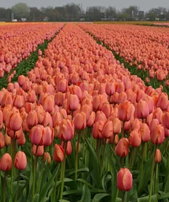 Лале Априкот Импрешън (Tulip Apricot Impression) – Очарование и разкош за вашата градина!