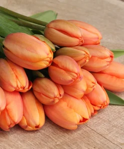 Лале Априкот Импрешън (Tulip Apricot Impression) – Очарование и разкош за вашата градина!