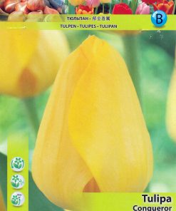 Лале Кòнкерър (Tulip Conqueror)- Покоряваща красота в златно!