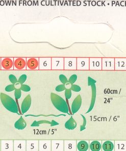 Лале Кòнкерър (Tulip Conqueror)- Покоряваща красота в златно!