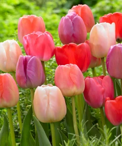 Лале Дарвинови хибриди (Tulip Darwin Hybride Mixed) – Експлозия от цвят за вашата градина!