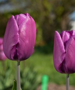 Лале Пърпъл Принс (Tulip Purple Prince) – Величествена красота в лилав цвят!