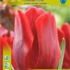Лале Руби Принс (Tulip Ruby Prince)- Истински рубин в градината!