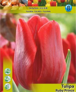 Лале Руби Принс (Tulip Ruby Prince)- Истински рубин в градината!