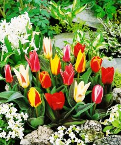 Лале Грейги микс (Tulip Greigii Mixed) Пъстра експлозия от цвят!