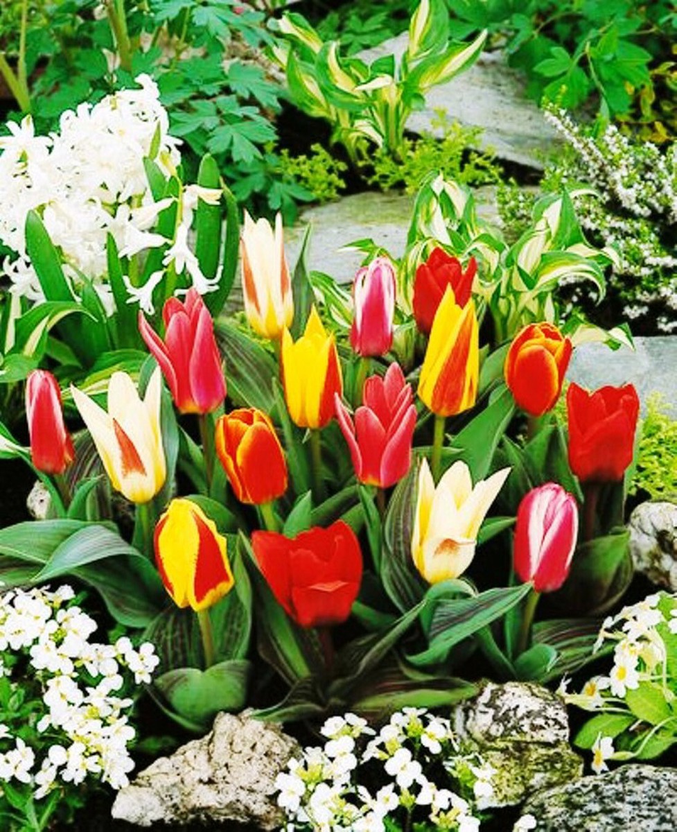 Лале Грейги микс (Tulip Greigii Mixed) Пъстра експлозия от цвят!