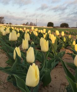 Лале Съни Принс (Tulip Sunny Prince) – Сияйно слънце за вашата градина!