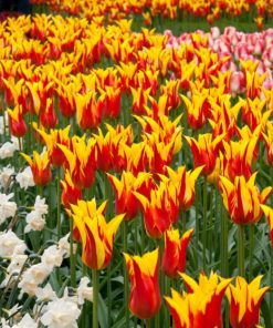 Лале Бейсайд Флейм (Tulip Bayside Flame)-Пламък от цвят за вашата градина!