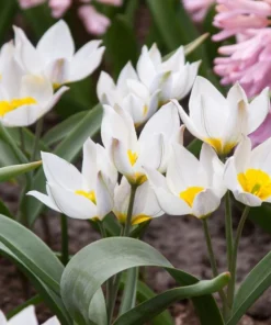 Лале Полихрома (Tulip Polychroma)- Естествена красота и чар!