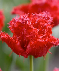 Лале Барбадос (Tulip Barbados)-Тропическият полъх на Карибите в градината ви!