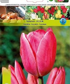 Лале Драгон Кинг (Tulip Dragon King)- Огнено присъствие за вашата градина!