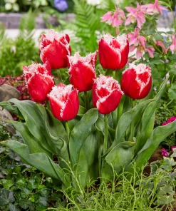 Лале Нау Санта (Tulip Now Santa)- Коледна магия за вашата градина!