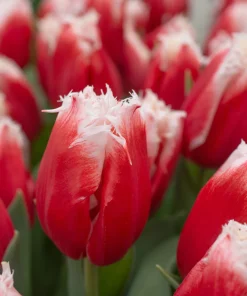 Лале Нау Санта (Tulip Now Santa)- Коледна магия за вашата градина!