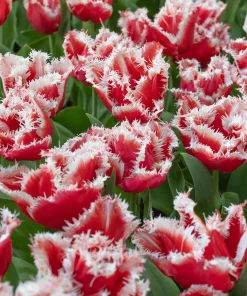 Лале Нау Санта (Tulip Now Santa)- Коледна магия за вашата градина!