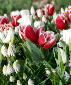 Лале Нау Санта (Tulip Now Santa)- Коледна магия за вашата градина!