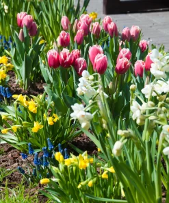 Лале Нау Санта (Tulip Now Santa)- Коледна магия за вашата градина!