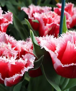 Лале Нау Санта (Tulip Now Santa)- Коледна магия за вашата градина!