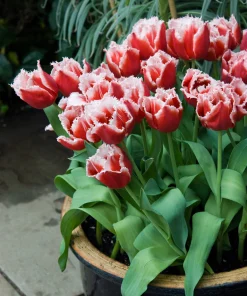 Лале Нау Санта (Tulip Now Santa)- Коледна магия за вашата градина!