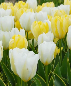 Лале Уайт Емперор (Tulip White Emperor) – Величествена чистота и елегантност!