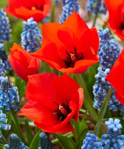 Лале Ред Хънтър (Tulip Red Hunter)- Миниатюрен ловец на красота!