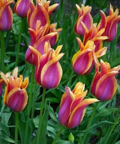 Лале Балада Дрийм (Tulip Ballade Dream)- Романтична магия за вашата градина!