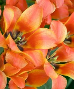 Лале Компостела (Tulip Compostella) – Експлозия от цвят за вашата градина!