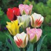 Лале Виридифлора миксед (Tulip Viridiflora Mixed)- Калейдоскоп от пролетни цветове!