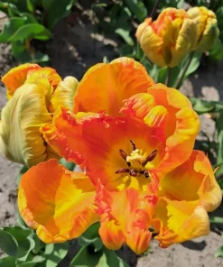 Лале Парот Кинг (Tulip Parrot King)- Царствена елегантност и екзотика!