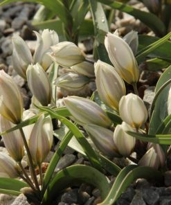 Лале Полихрома (Tulip Polychroma)- Естествена красота и чар!