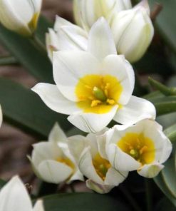 Лале Полихрома (Tulip Polychroma)- Естествена красота и чар!