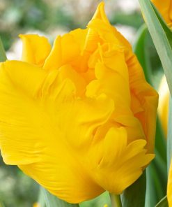 Лале Йоко Парот (Tulip Yoko Parrot)-Слънчева експлозия в градината!