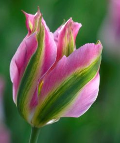 Лале Виришик (Tulip Virichic)- Изящна елегантност с нотка на пролет!