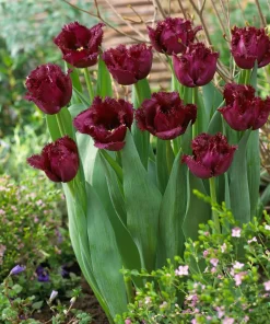 Лале Горила (Tulip Gorilla)- Дръзко и уникално!