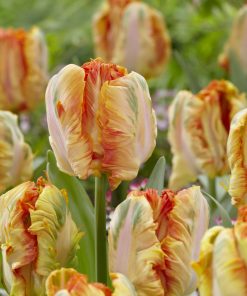 Лале Парот Кинг (Tulip Parrot King)- Царствена елегантност и екзотика!