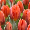 Лале Хермитаж (Tulip Hermitage) – Огнено оранжево за пролетна експлозия!
