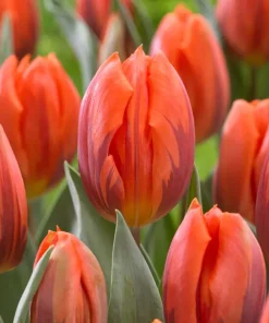 Лале Хермитаж (Tulip Hermitage) – Огнено оранжево за пролетна експлозия!