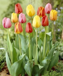 Лале Дарвинови хибриди (Tulip Darwin Hybride Mixed) – Експлозия от цвят за вашата градина!