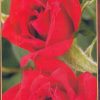 Роза червена № 002 -(корен) – Височина до 90 см
