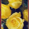 Роза жълта № 003 (корен) – Височина до 80 см