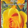 Роза тъмно жълта № 004 (корен) – Височина до 80 см