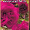 Роза цикламена № 008 (корен) – Височина до 80 см
