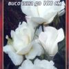 Роза бяла № 009 (корен) – Височина до 100 см