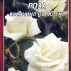 Роза наситено бяла № 010 (корен) – Височина до 90 см